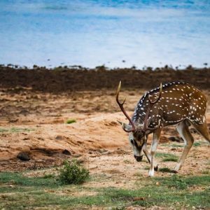 Yala National Park deer
